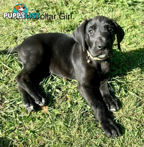 Purebred Great Dane Puppies