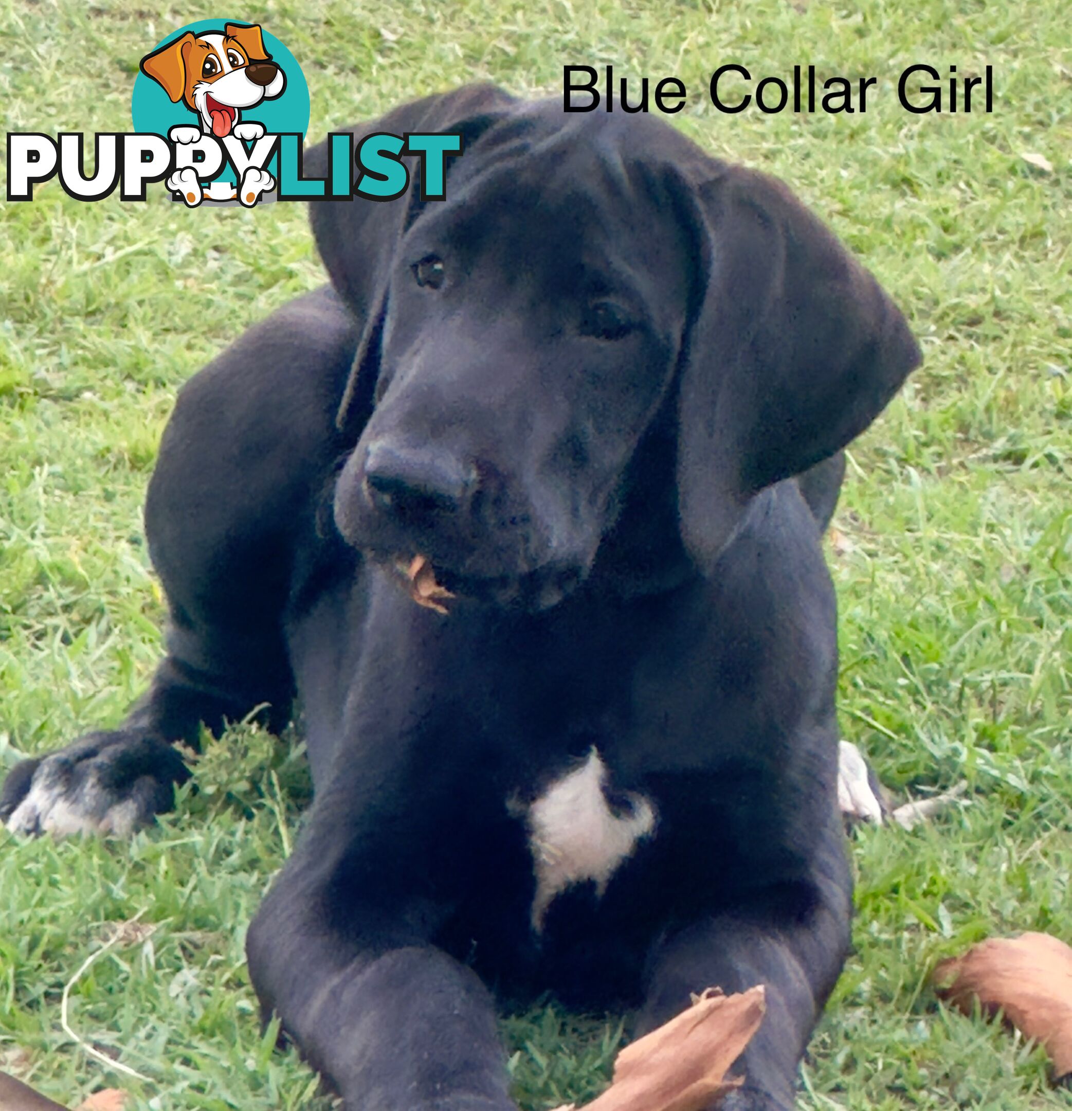 Purebred Great Dane Puppies