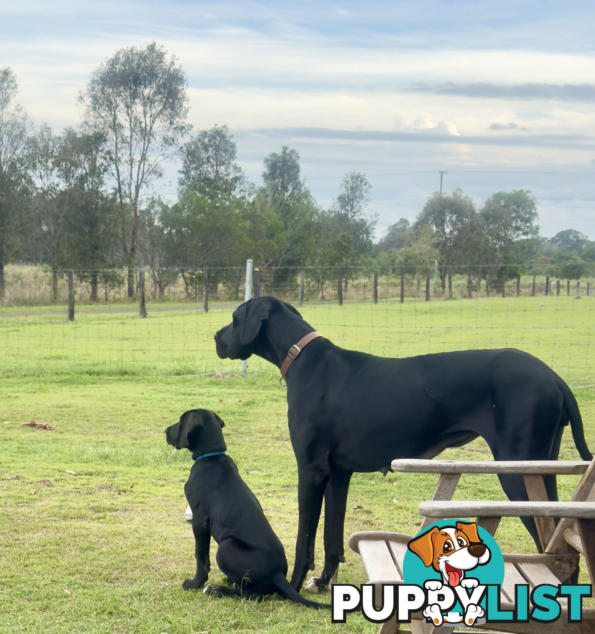 Purebred Great Dane Puppies