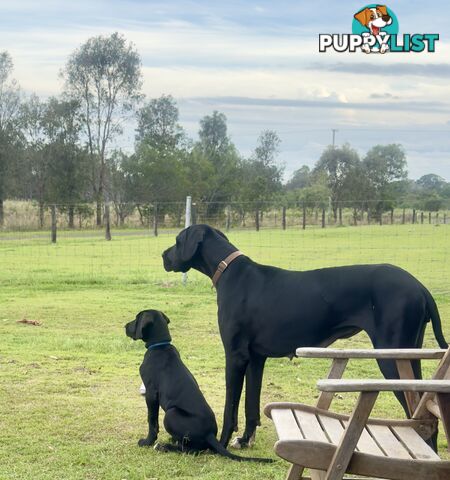 Purebred Great Dane Puppies