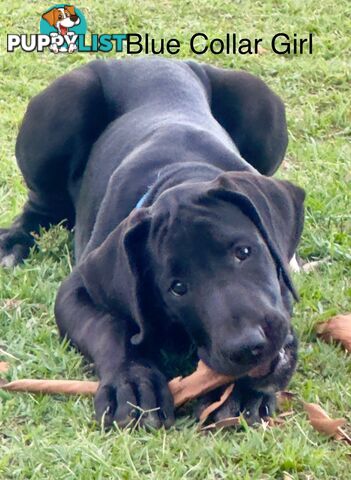 Purebred Great Dane Puppies