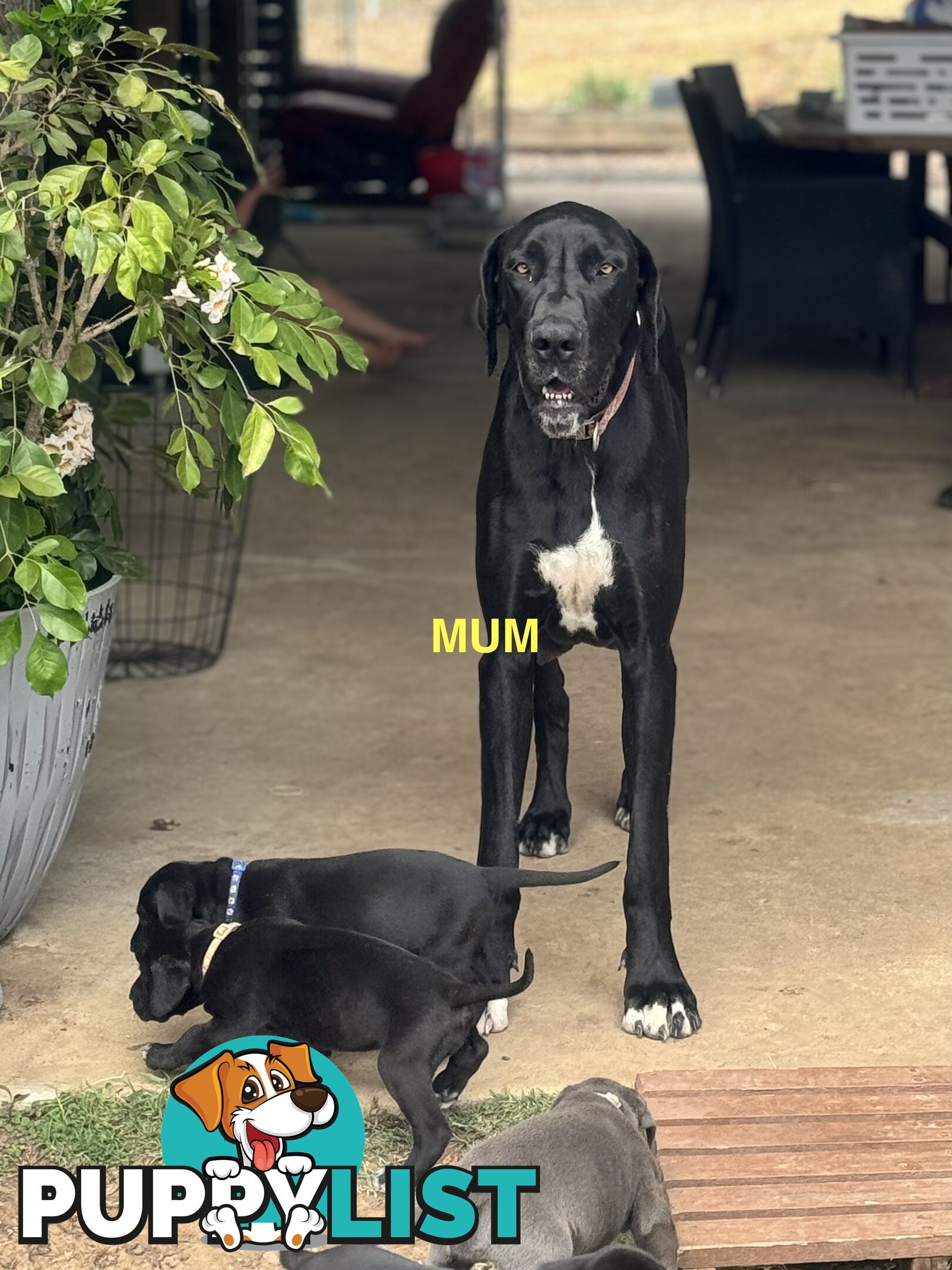 Purebred Great Dane Puppies