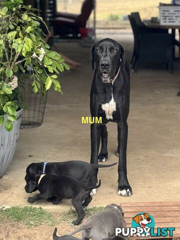 Purebred Great Dane Puppies