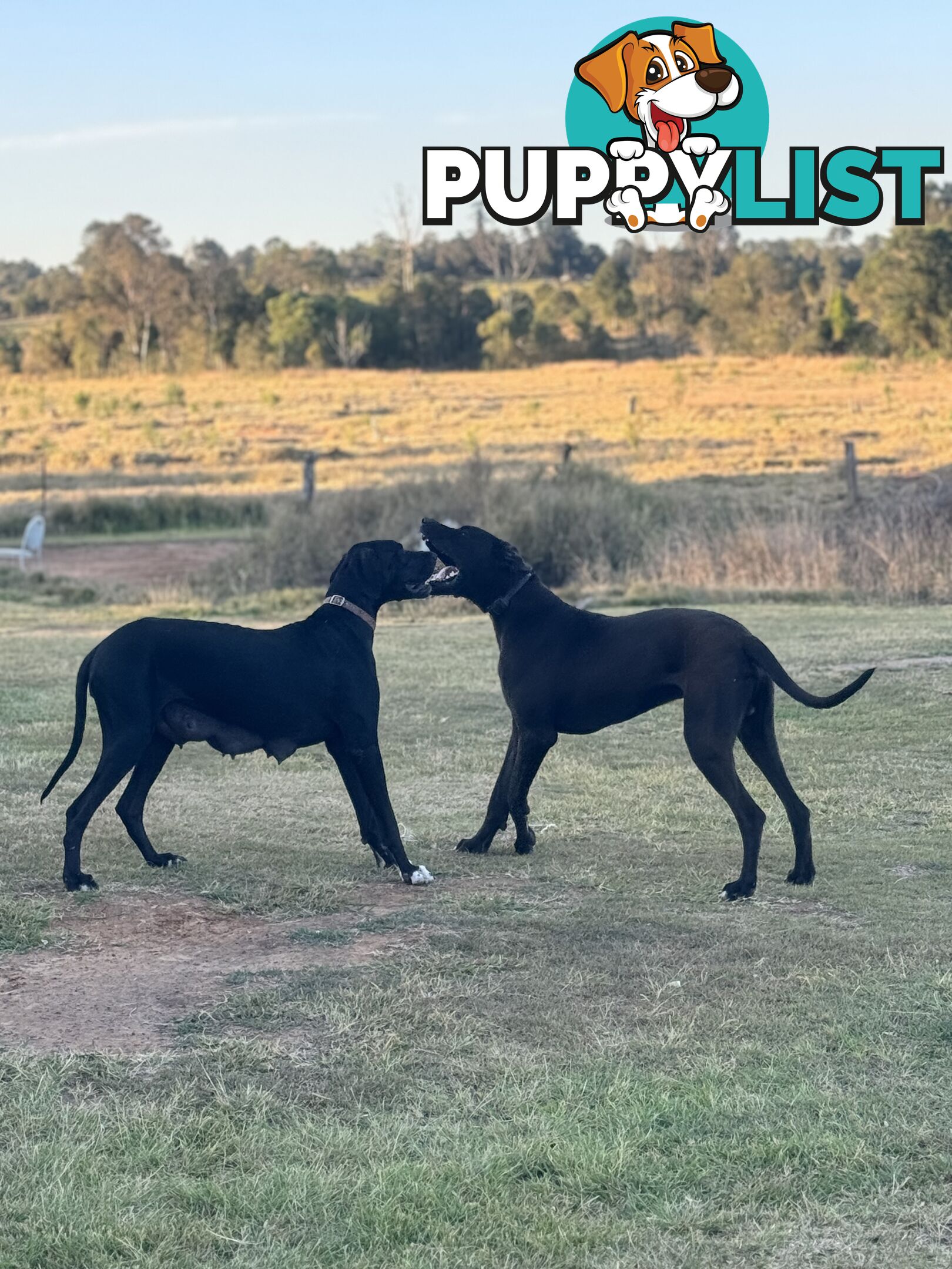 Purebred Great Dane Puppies