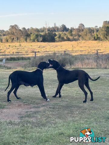 Purebred Great Dane Puppies