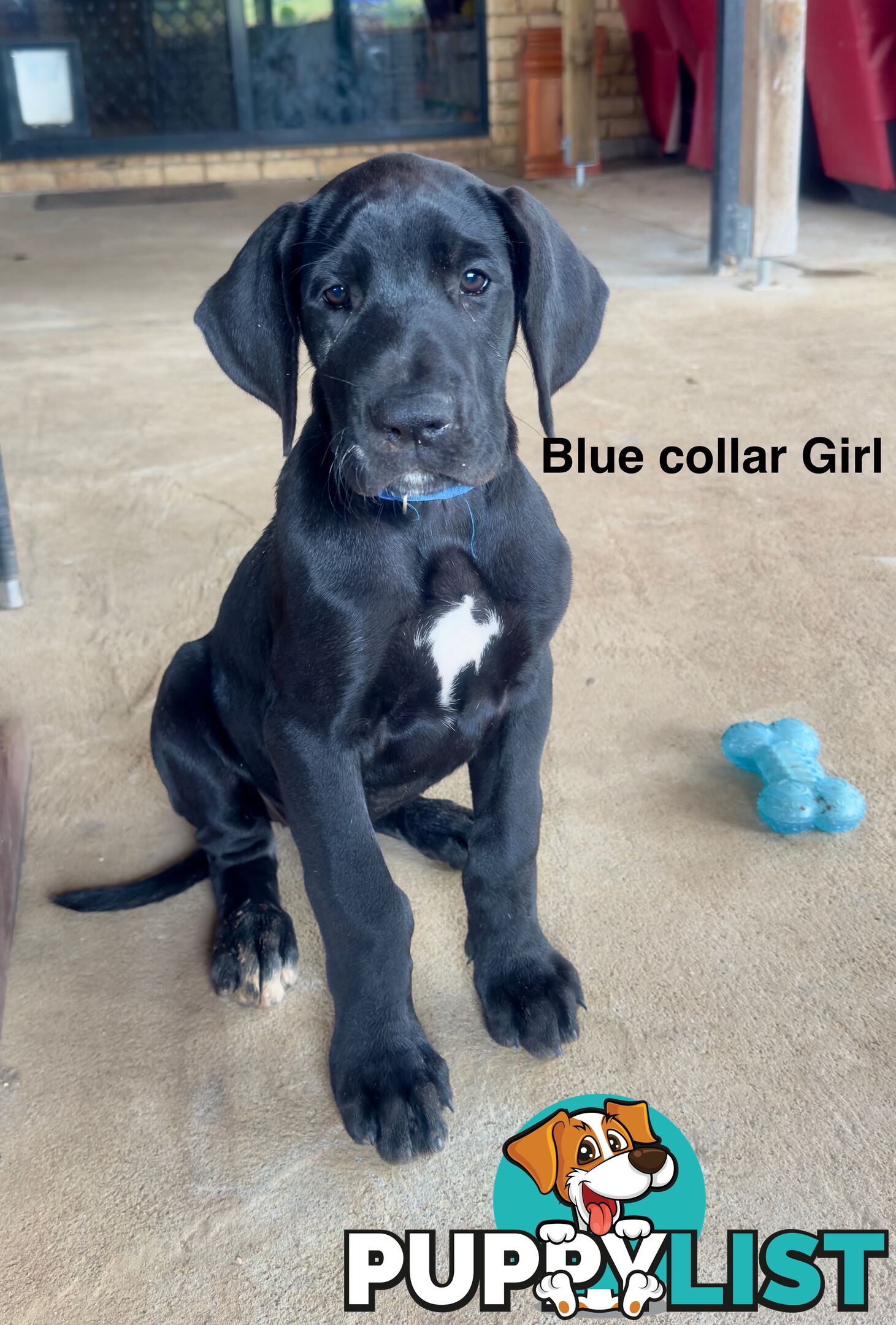 Purebred Great Dane Puppies