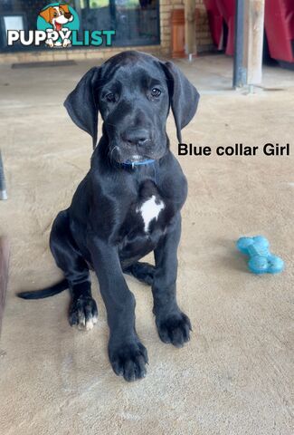 Purebred Great Dane Puppies