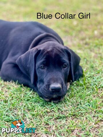 Purebred Great Dane Puppies