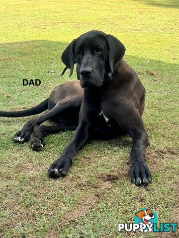 Purebred Great Dane Puppies