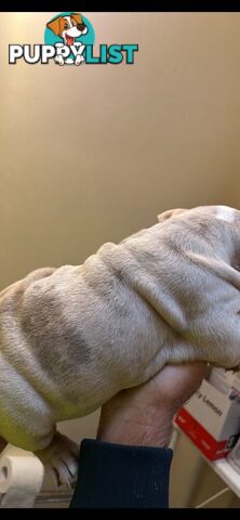 British Bulldog - Lilac Tri Merle