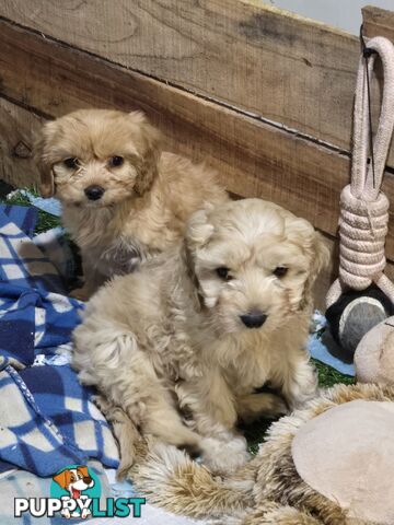 CAVOODLE PUPPIES.X3 FEMALES