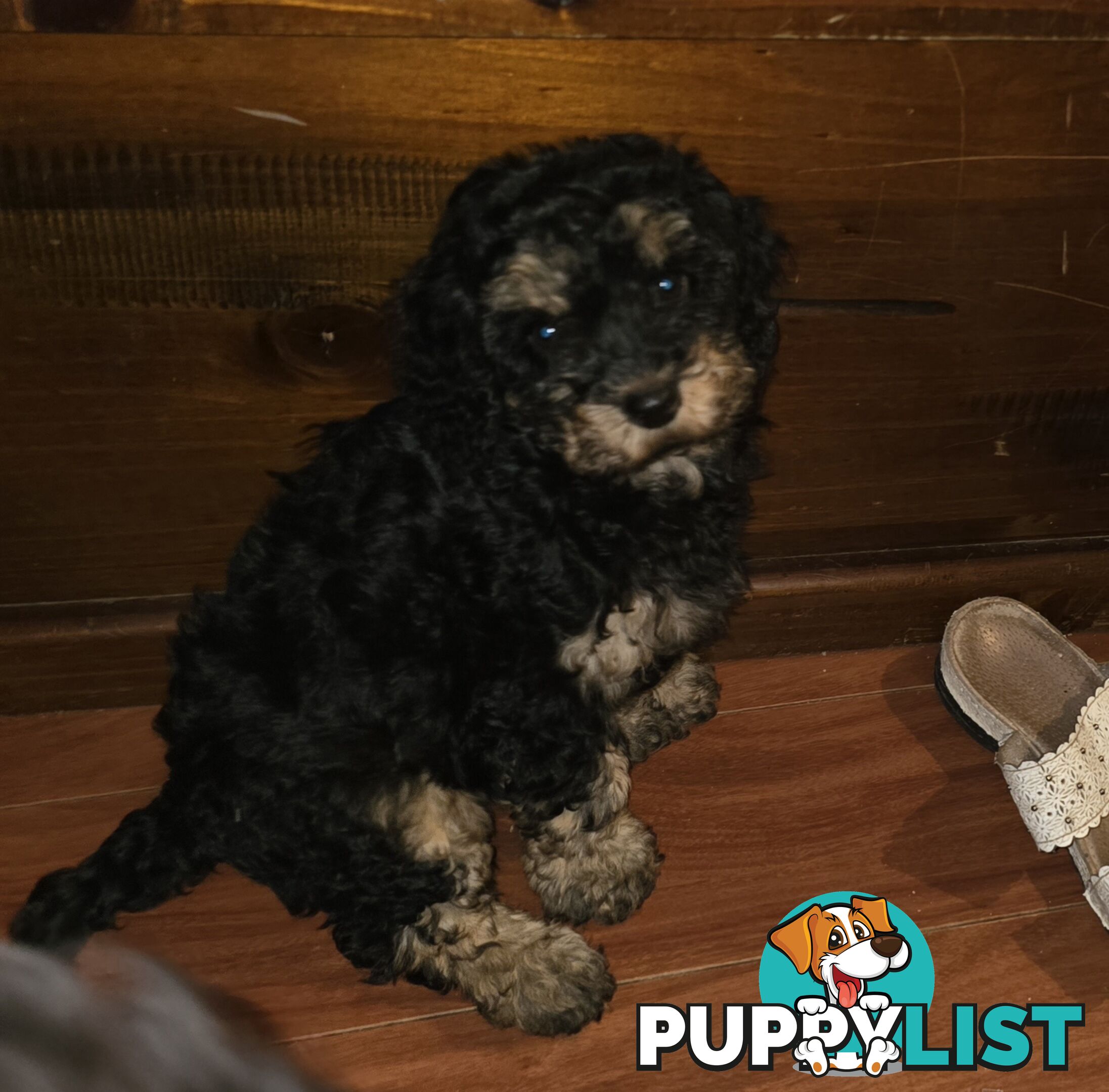 CAVOODLE PUPPIES.X2 FEMALES