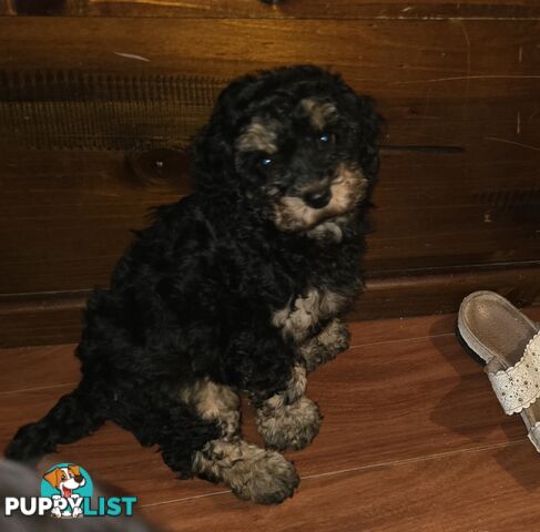 CAVOODLE PUPPIES.X2 FEMALES