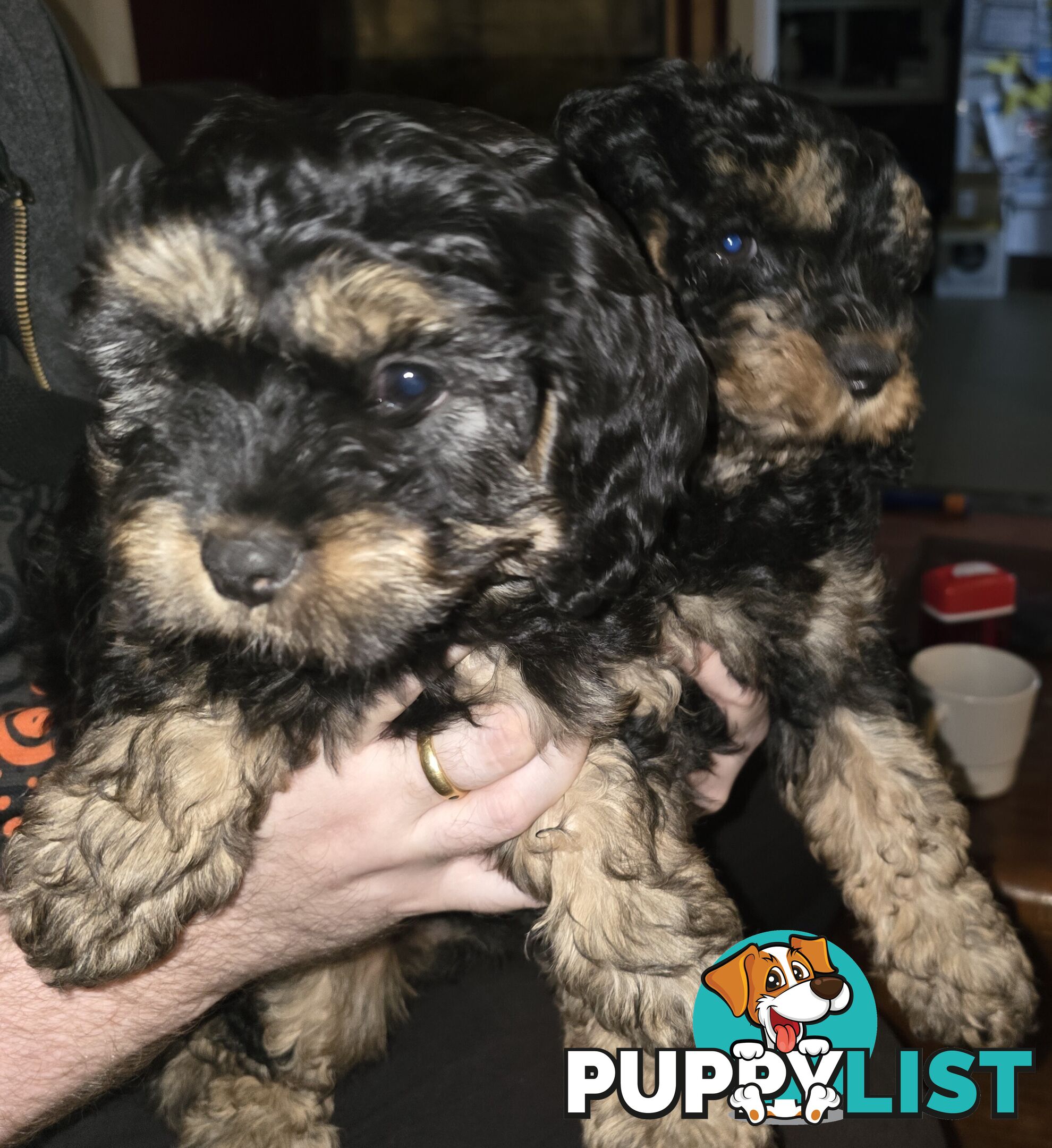 CAVOODLE PUPPIES.X2 FEMALES