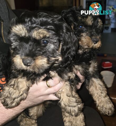 CAVOODLE PUPPIES.X2 FEMALES