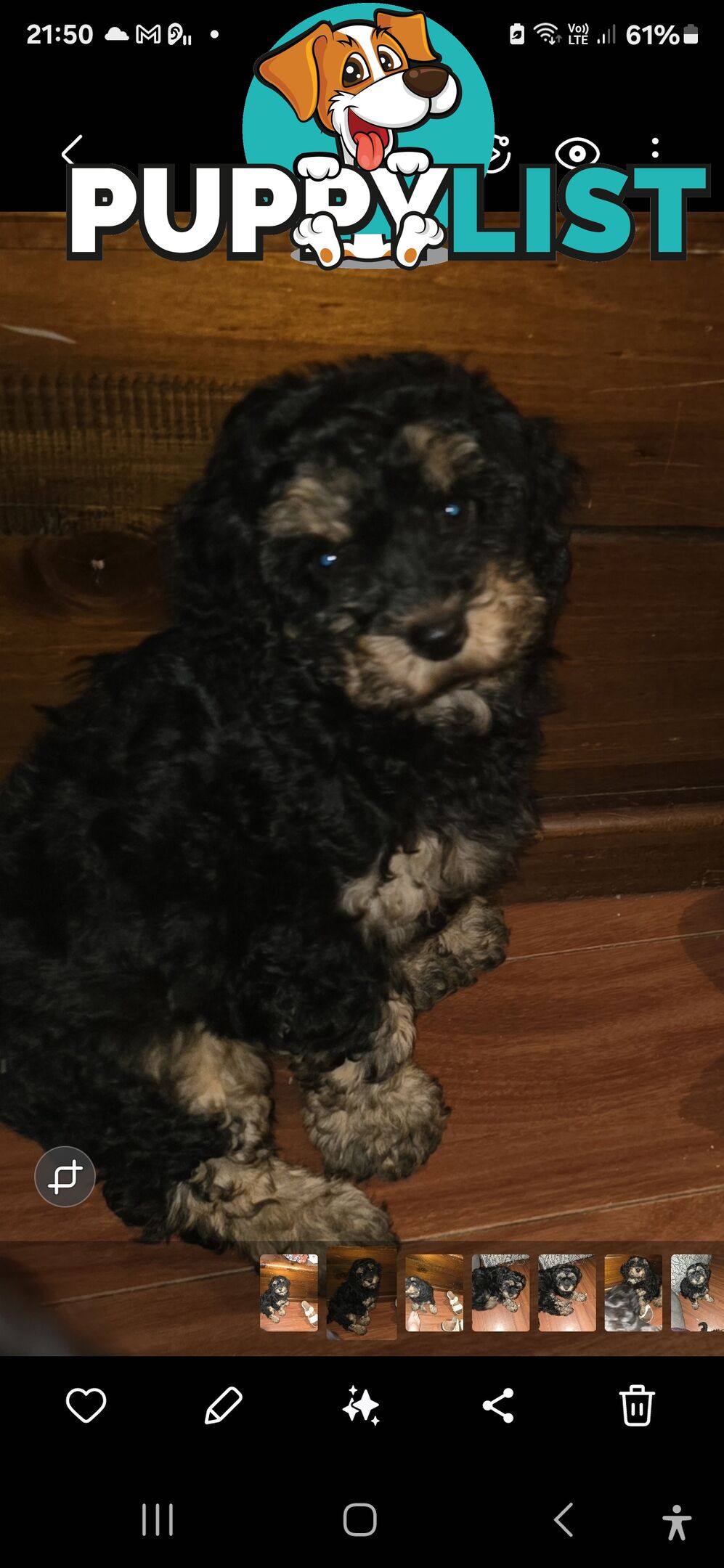 CAVOODLE PUPPIES.X2 FEMALES