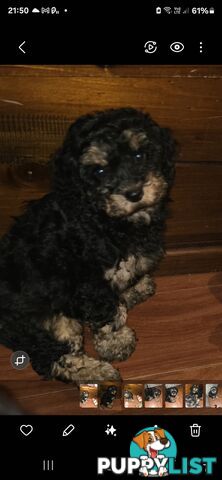 CAVOODLE PUPPIES.X2 FEMALES