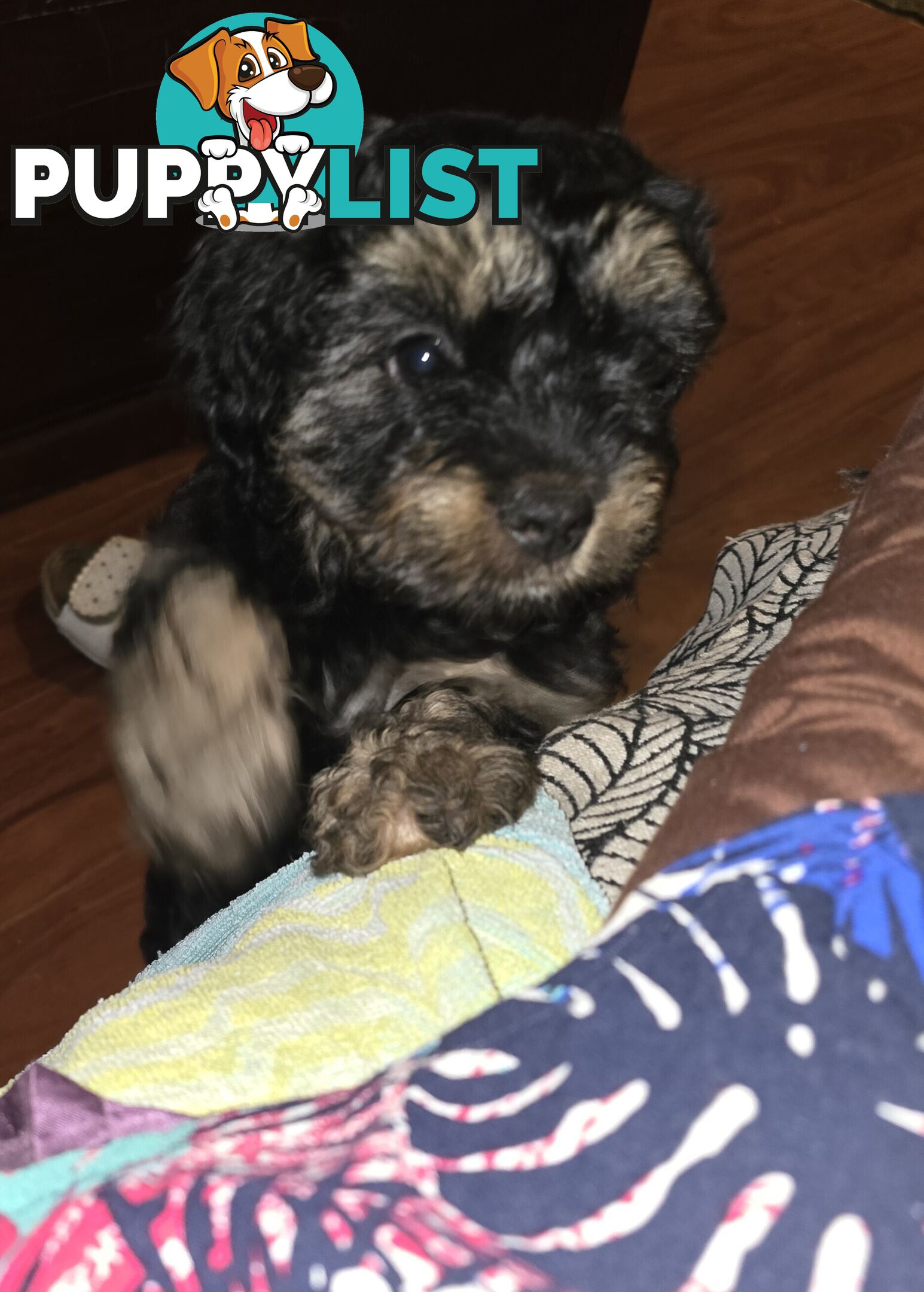 CAVOODLE PUPPIES.X2 FEMALES