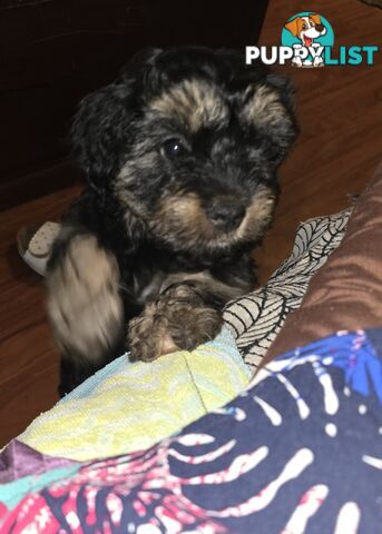 CAVOODLE PUPPIES.X2 FEMALES