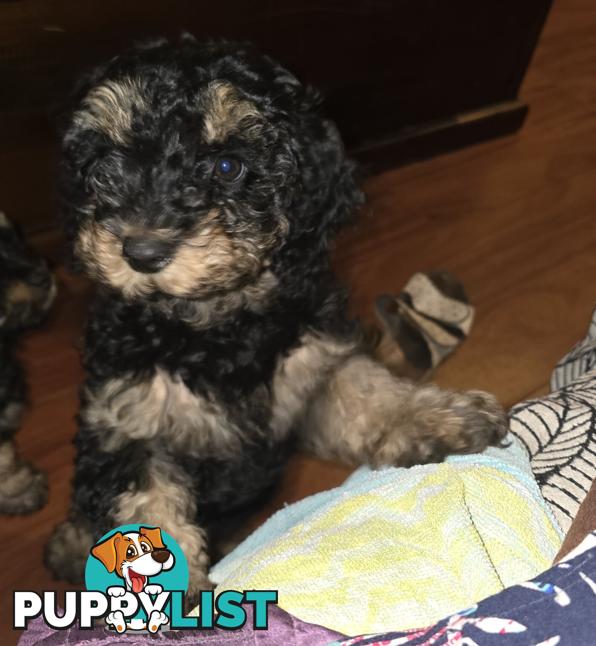 CAVOODLE PUPPIES.X2 FEMALES