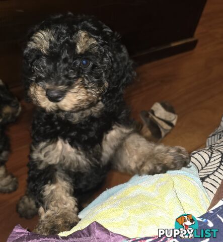 CAVOODLE PUPPIES.X2 FEMALES