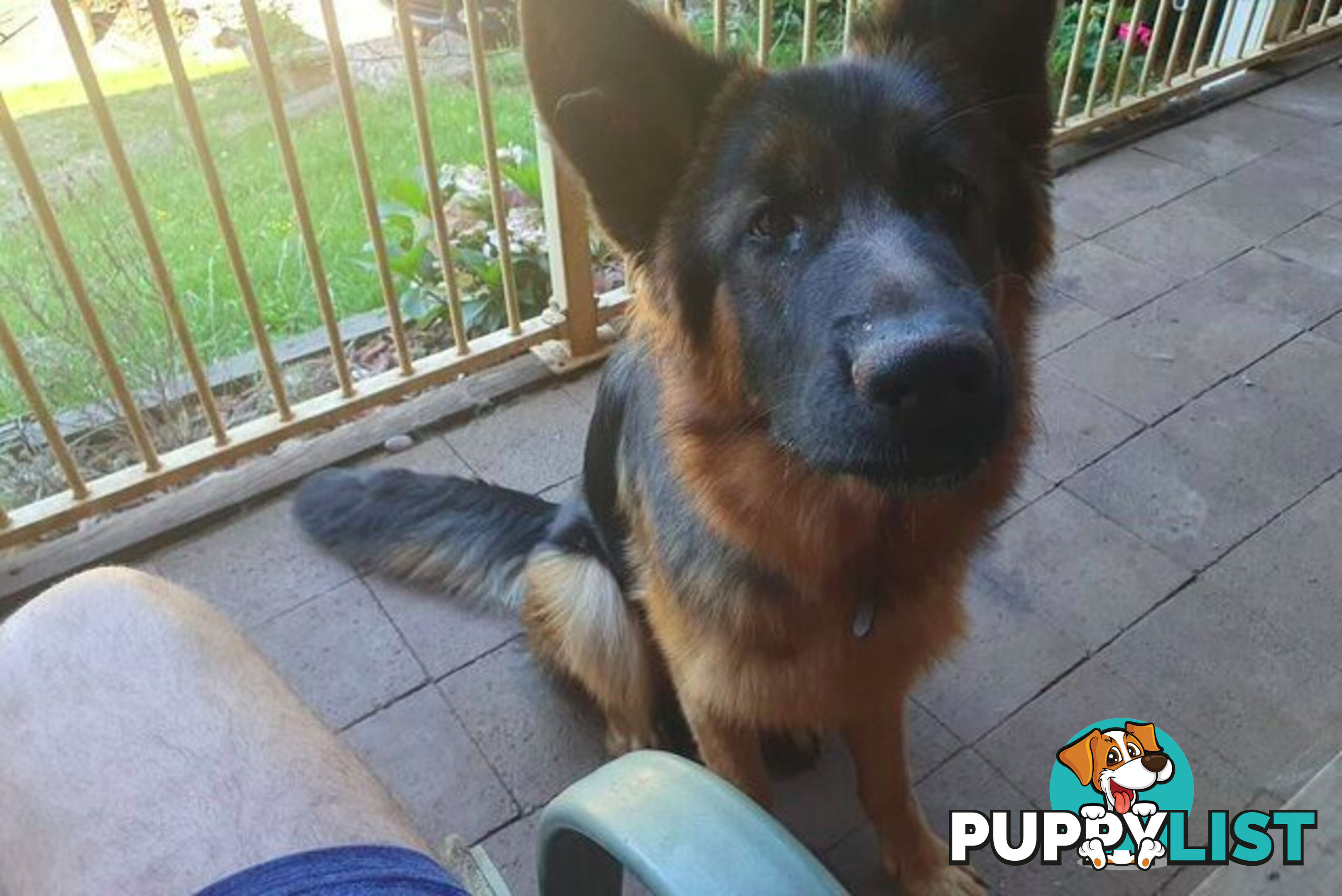 German Shepherd puppy