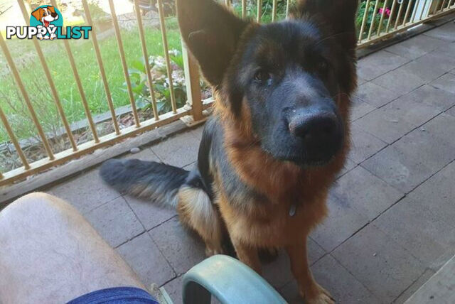 German Shepherd