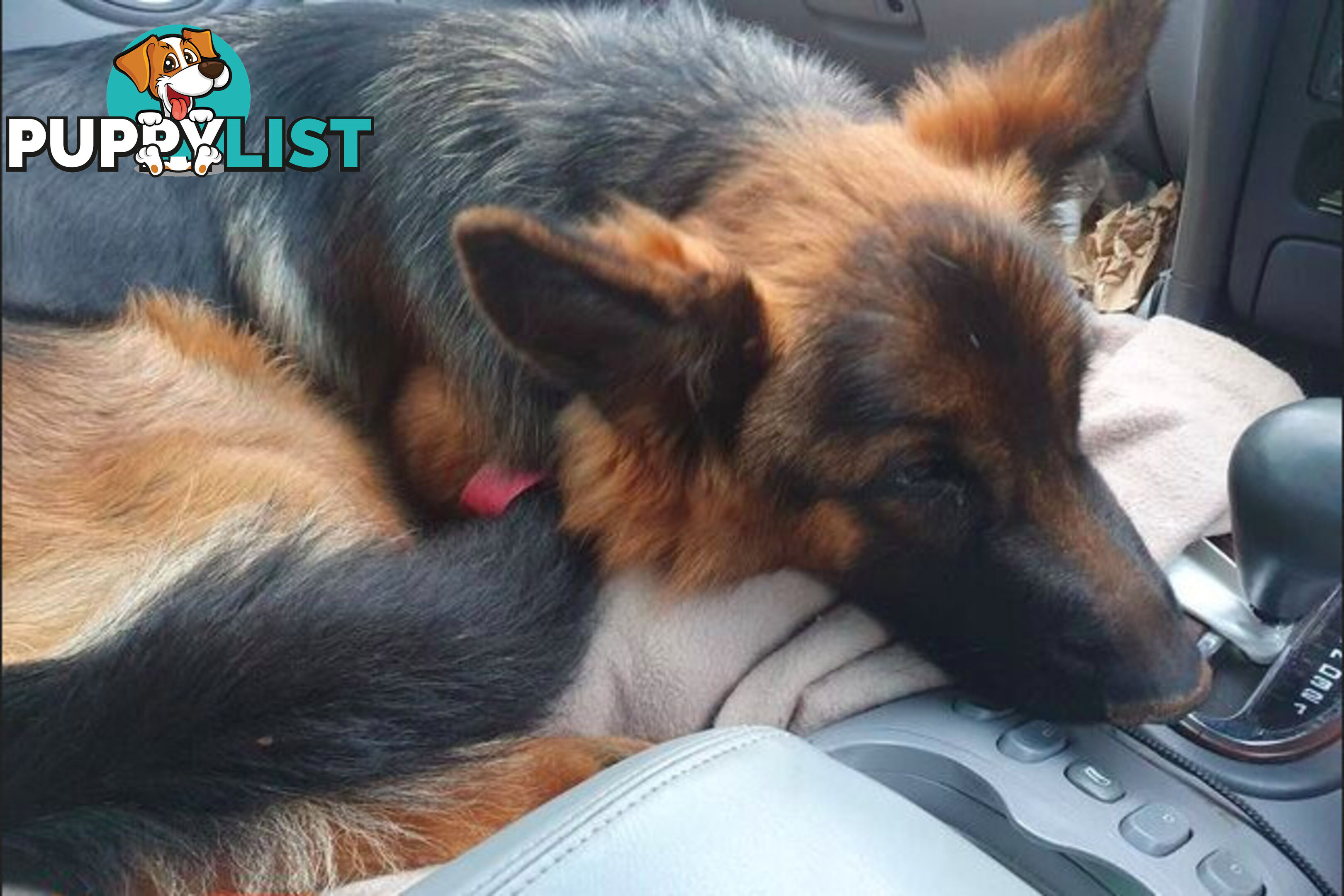 German Shepherd puppy