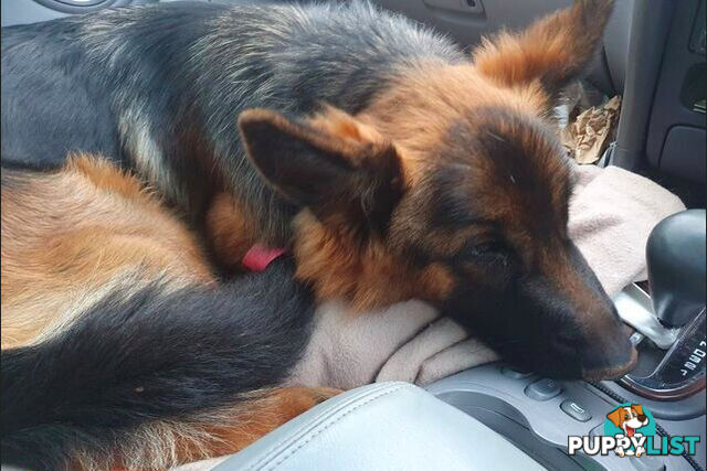German Shepherd puppy
