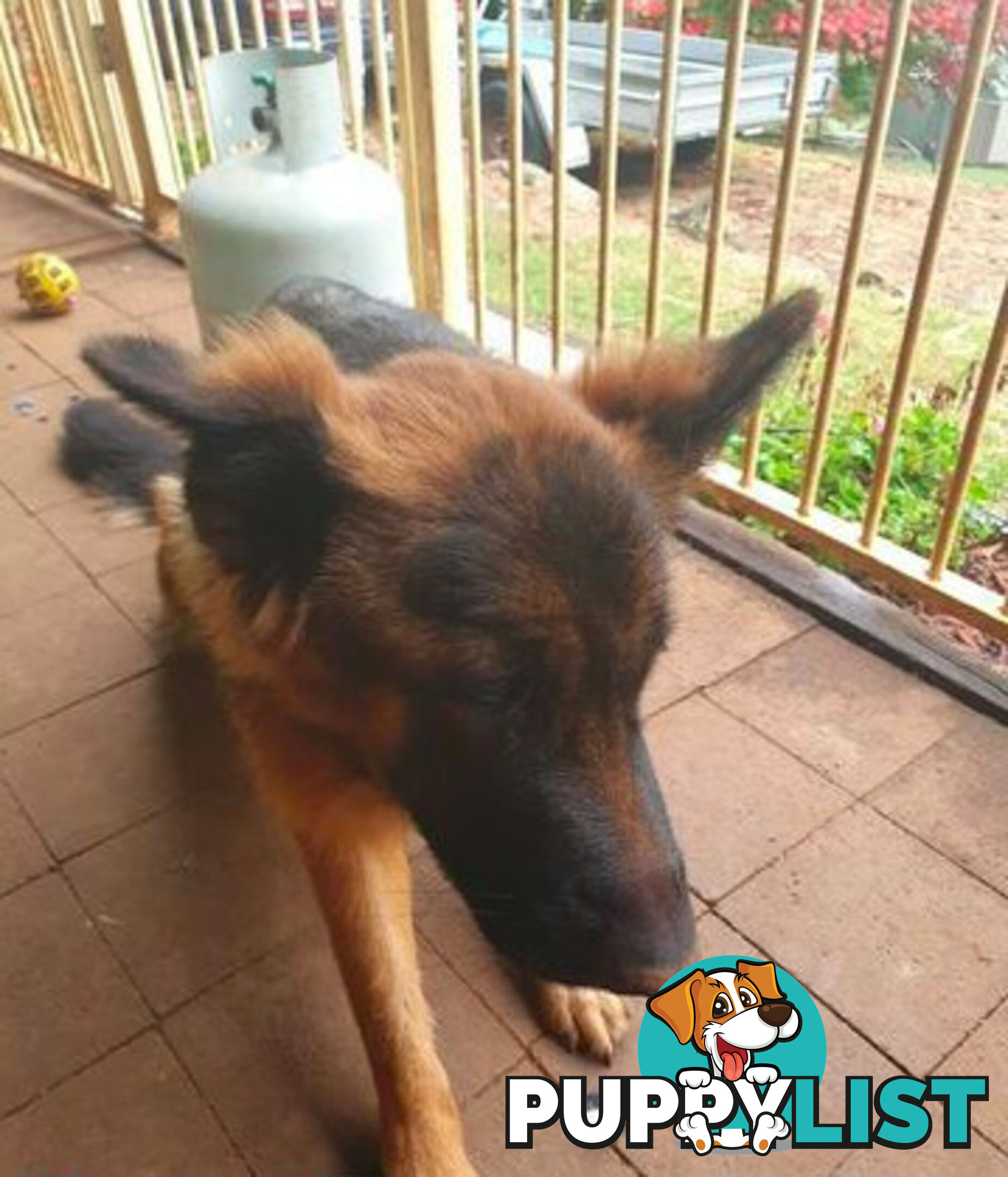 German Shepherd puppy