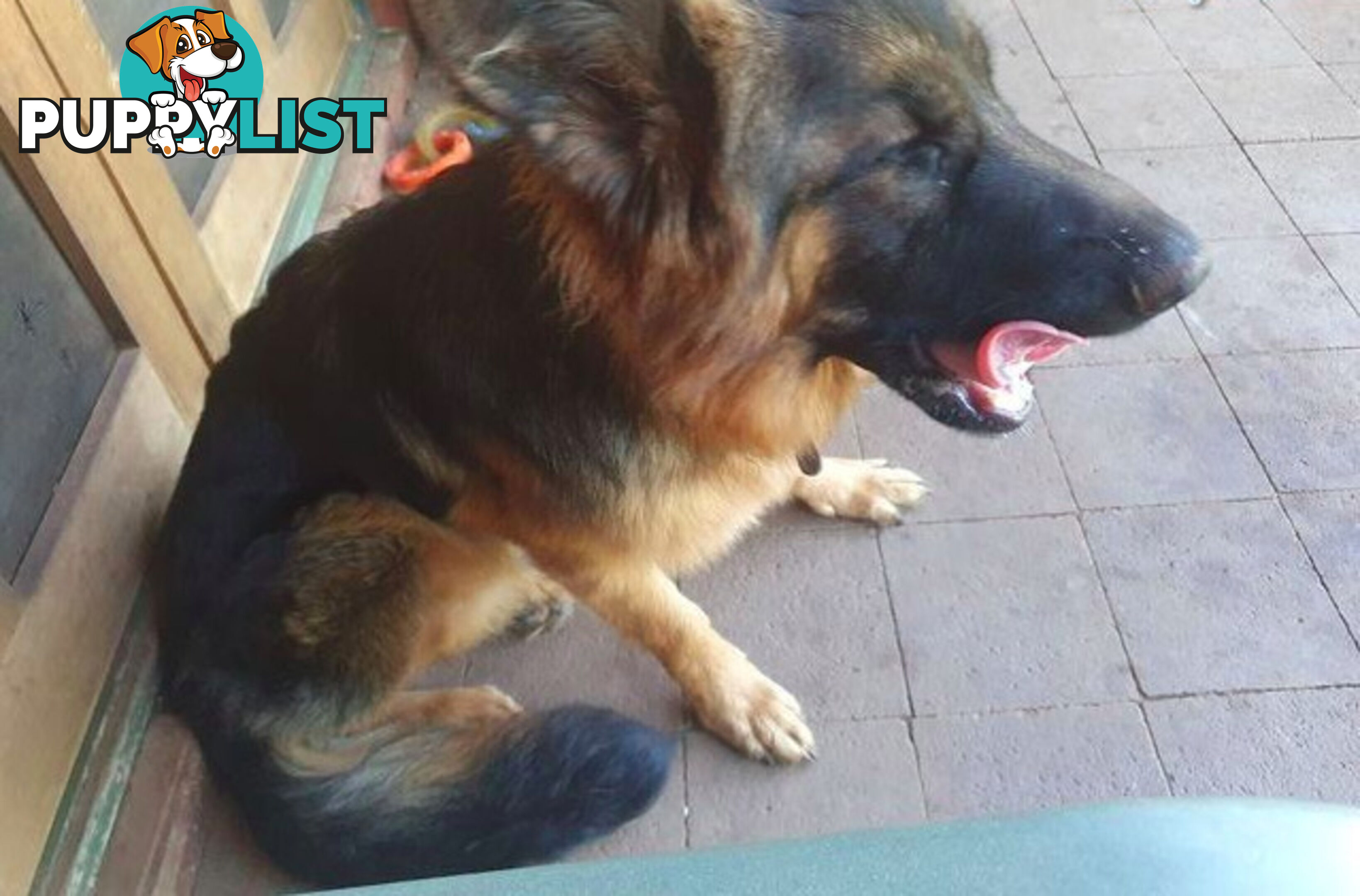German Shepherd puppy