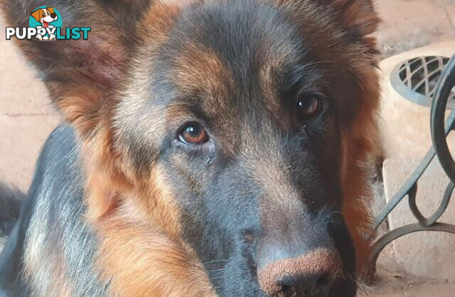 German Shepherd puppy