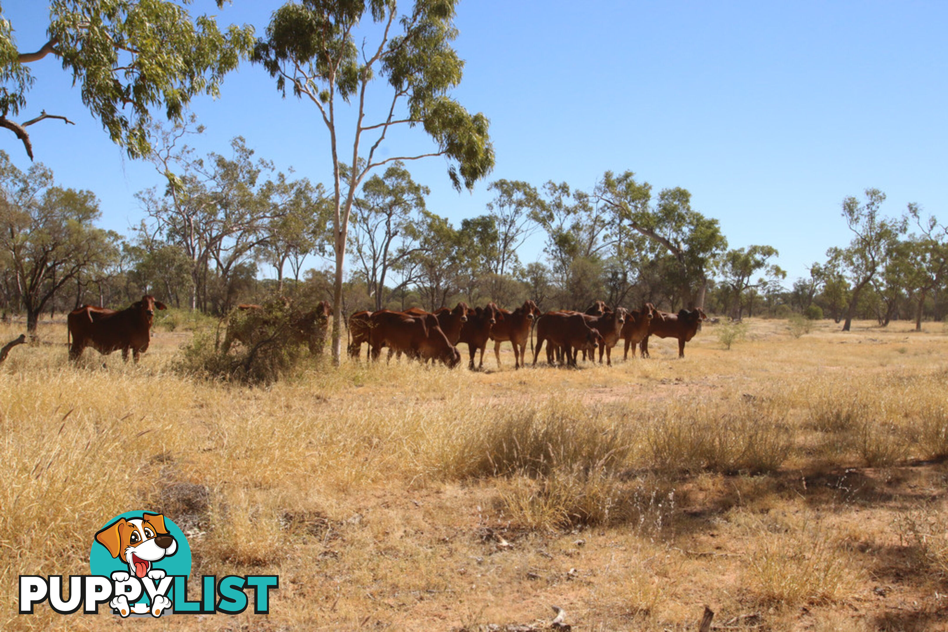 Lara Station Landsborough Highway BARCALDINE QLD 4725