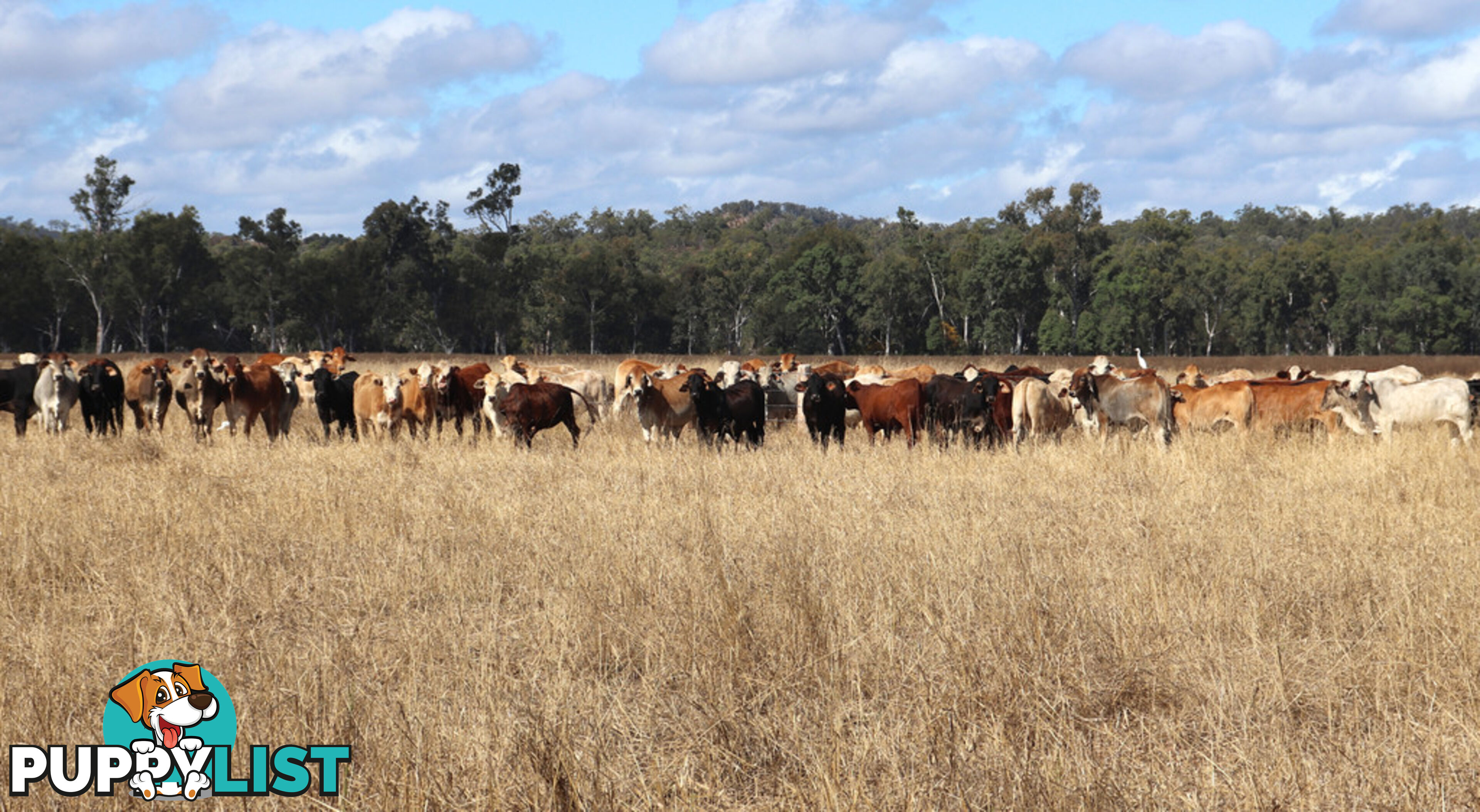 Belmore 24962 Burnett Highway EIDSVOLD QLD 4627