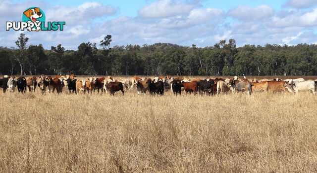 Belmore 24962 Burnett Highway EIDSVOLD QLD 4627