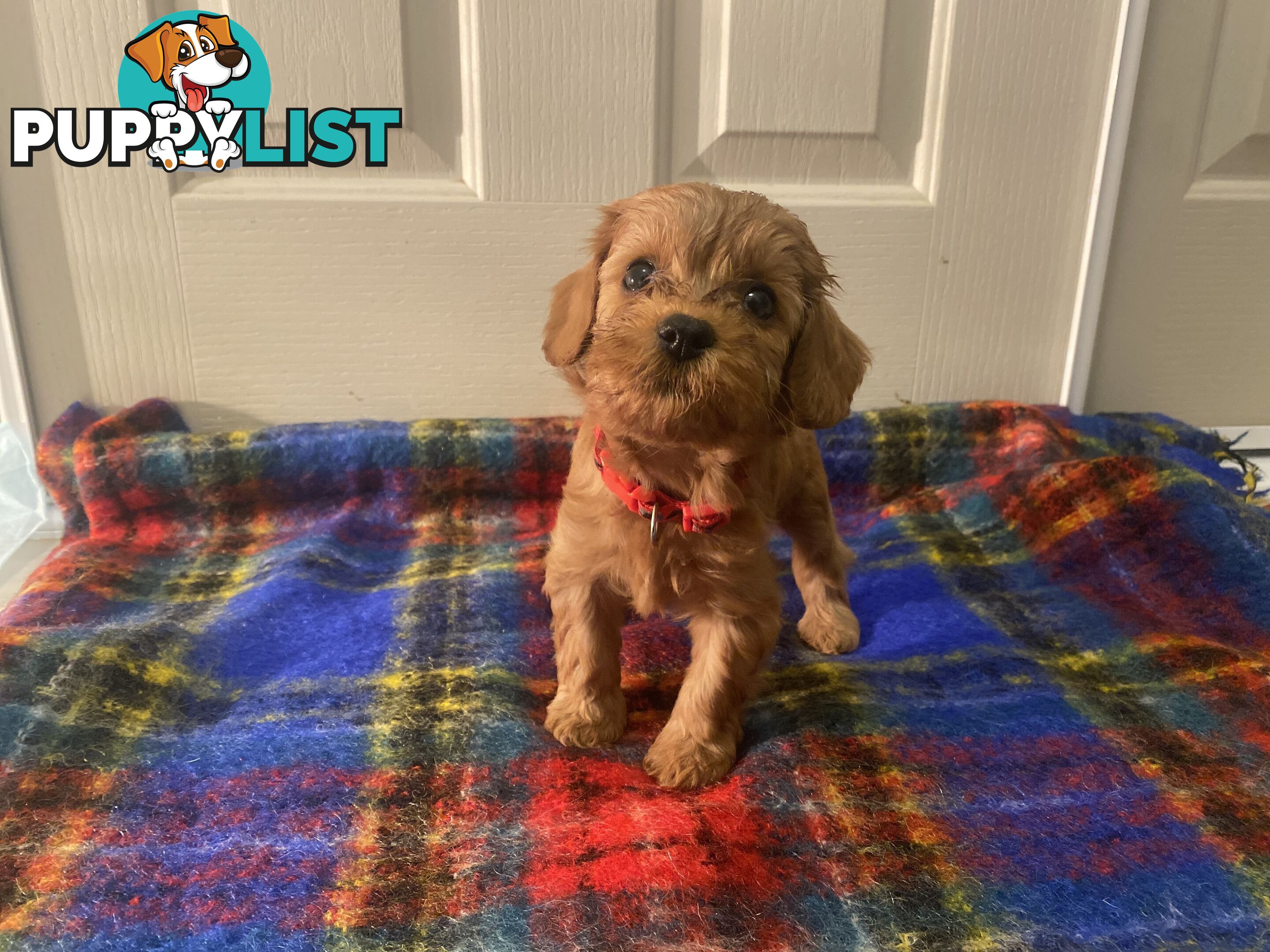 Cavoodle puppies