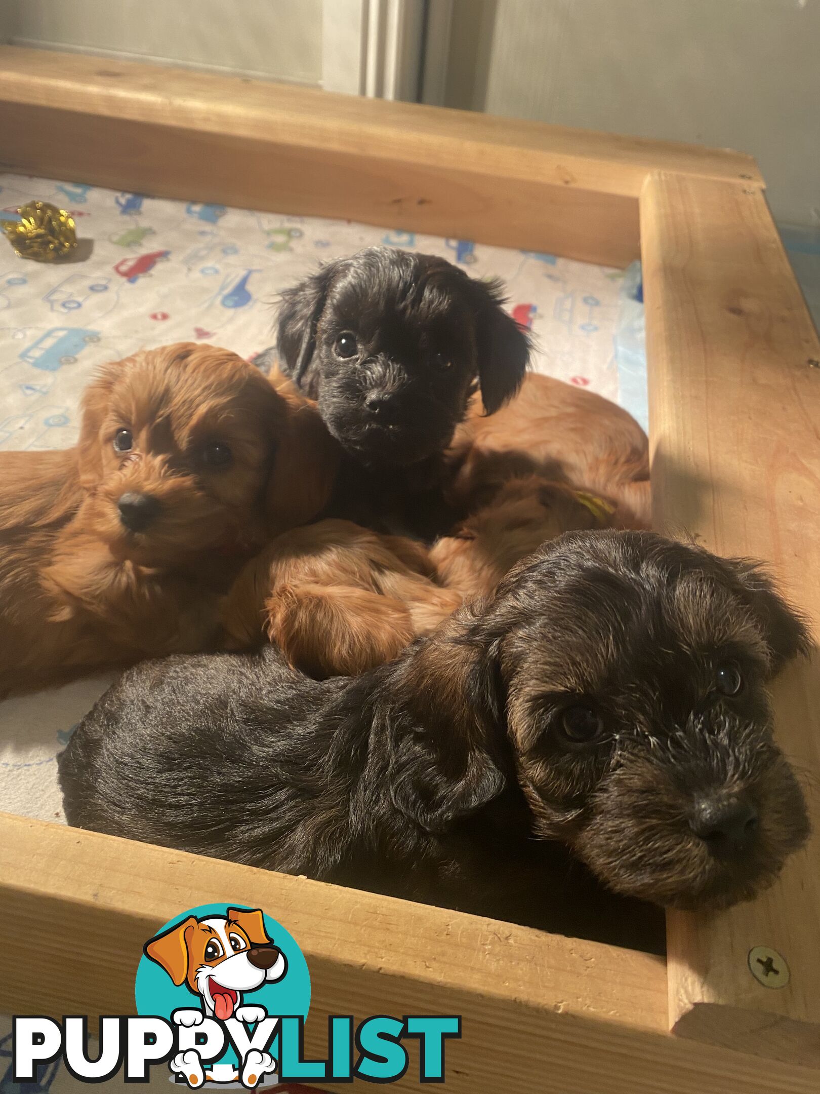 Cavoodle puppies