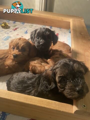 Cavoodle puppies