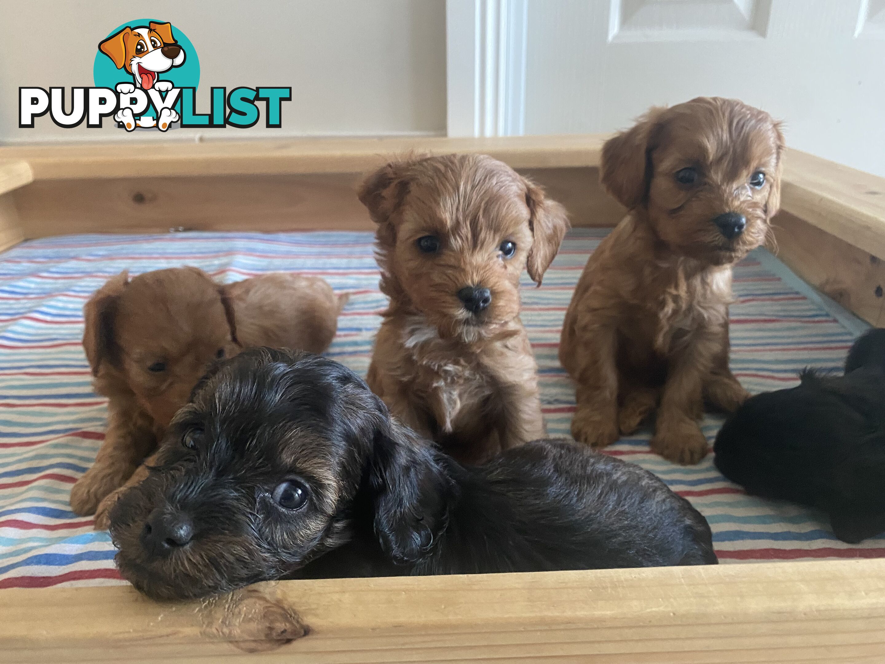 Cavoodle puppies