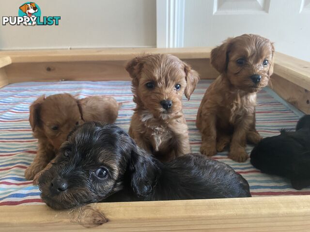 Cavoodle puppies