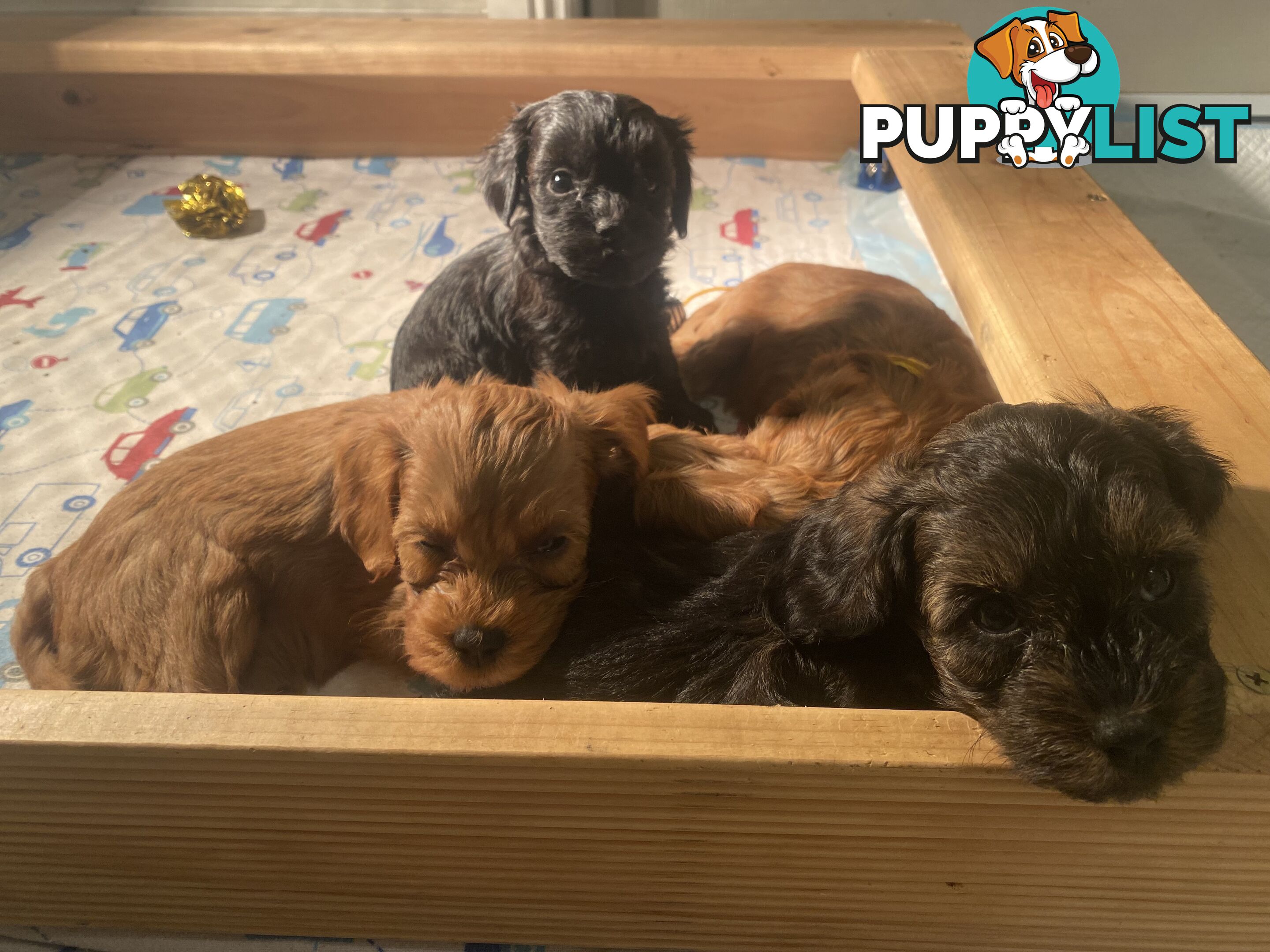 Cavoodle puppies