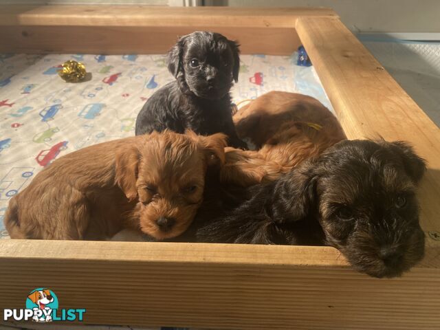 Cavoodle puppies