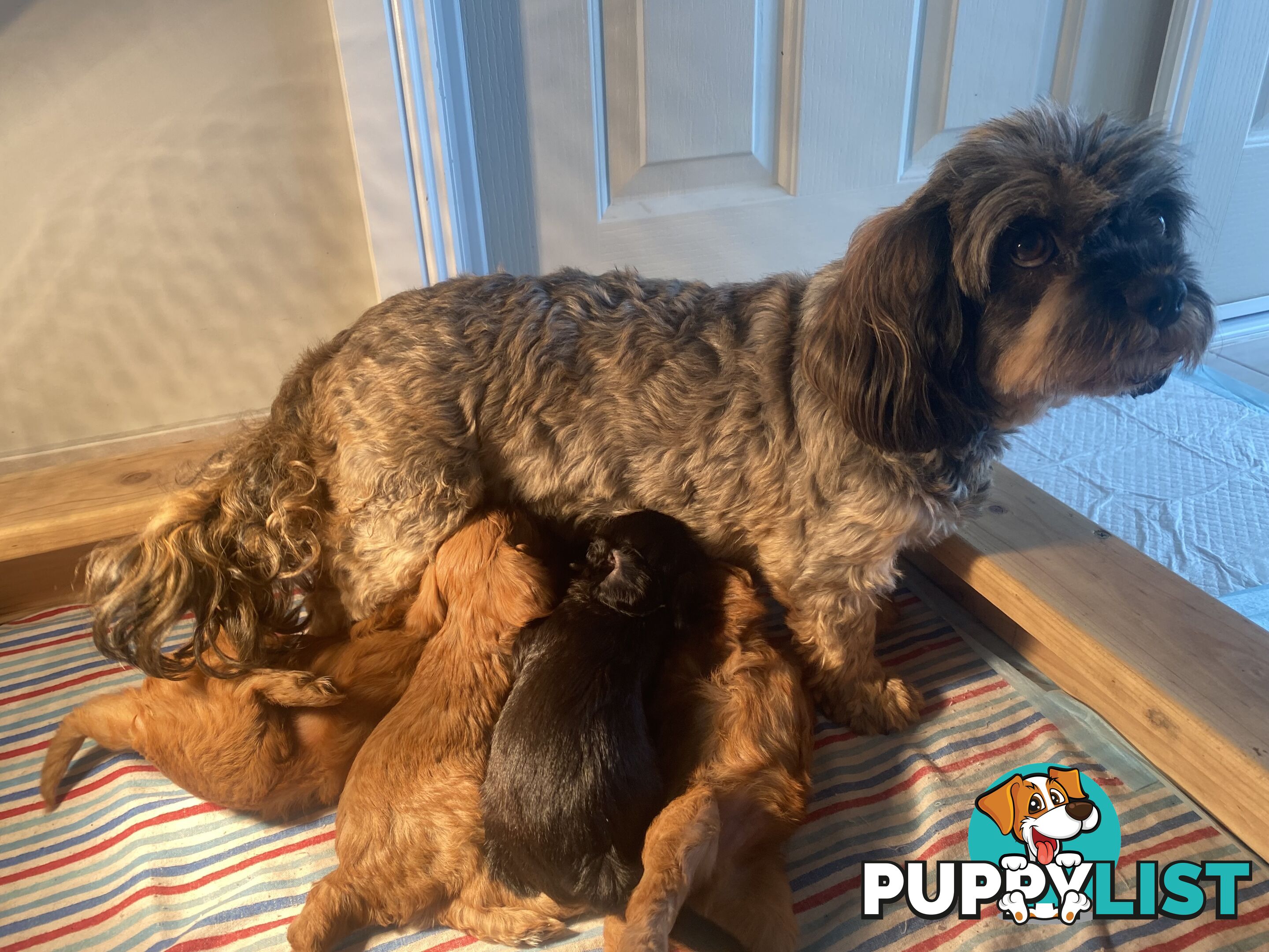 Cavoodle puppies