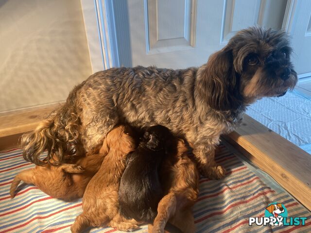 Cavoodle puppies