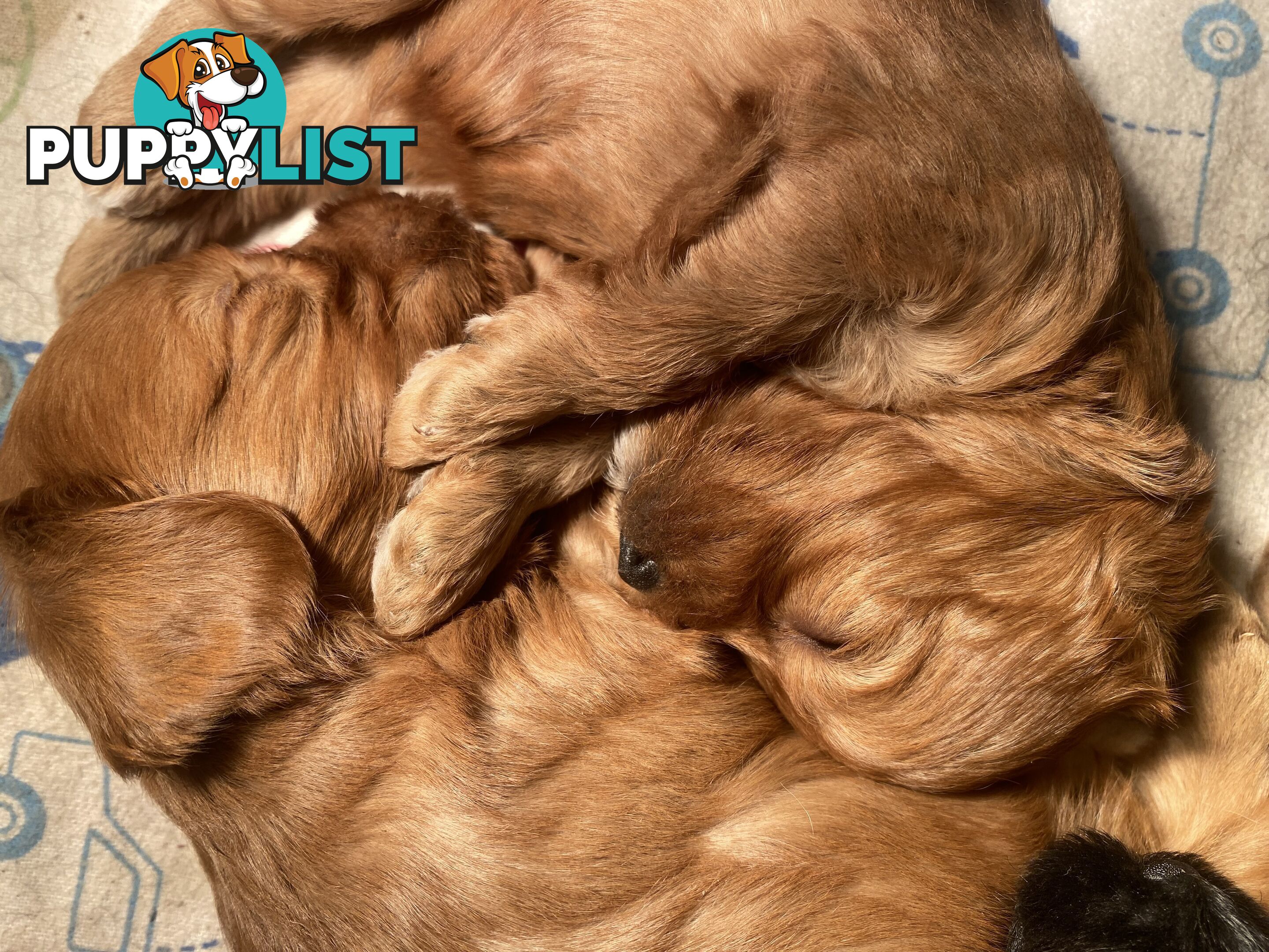 Cavoodle puppies