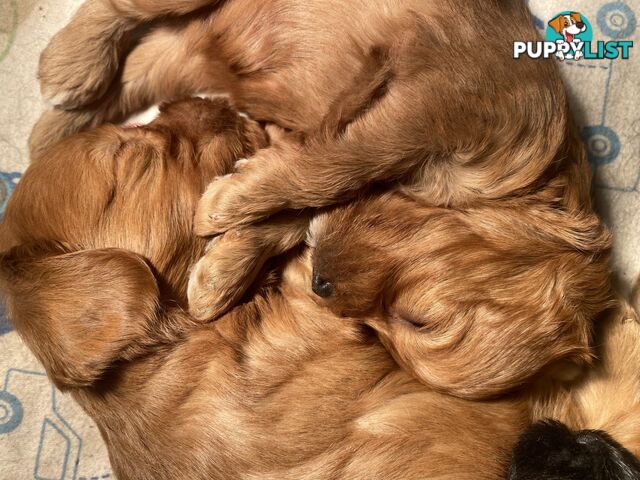 Cavoodle puppies