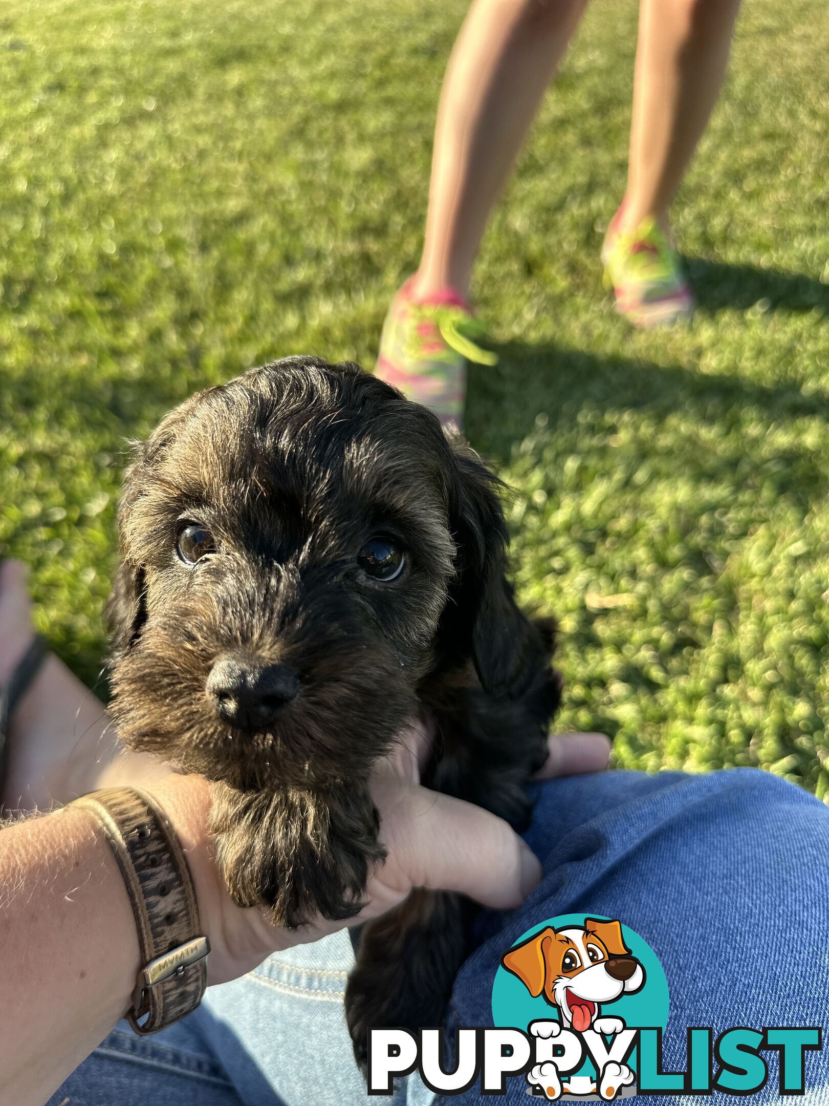 Cavoodle puppies