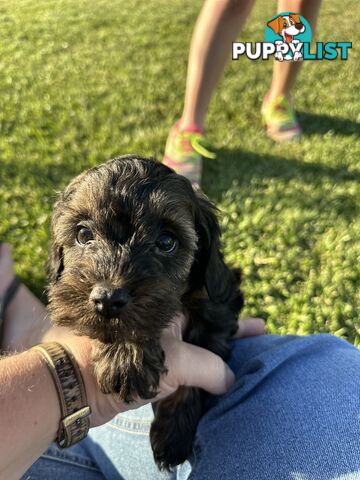 Cavoodle puppies