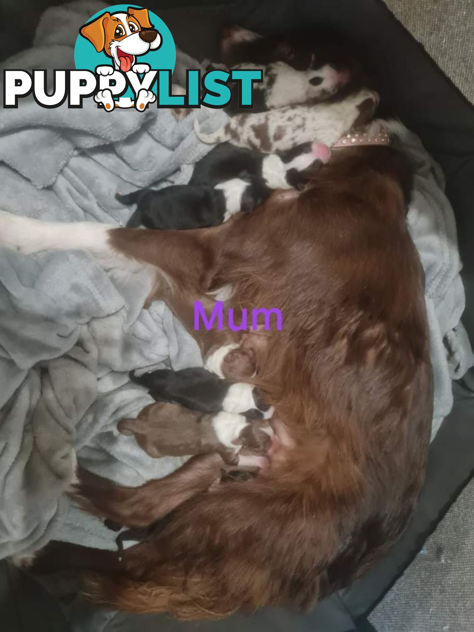 Border collie puppies