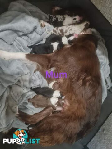 Border collie puppies